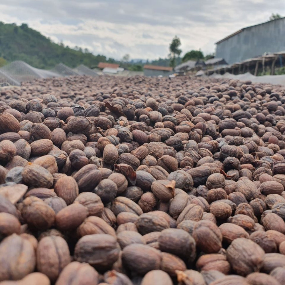 Pravična trgovina bio kavna zrna Etiopija Sidamo 250 g